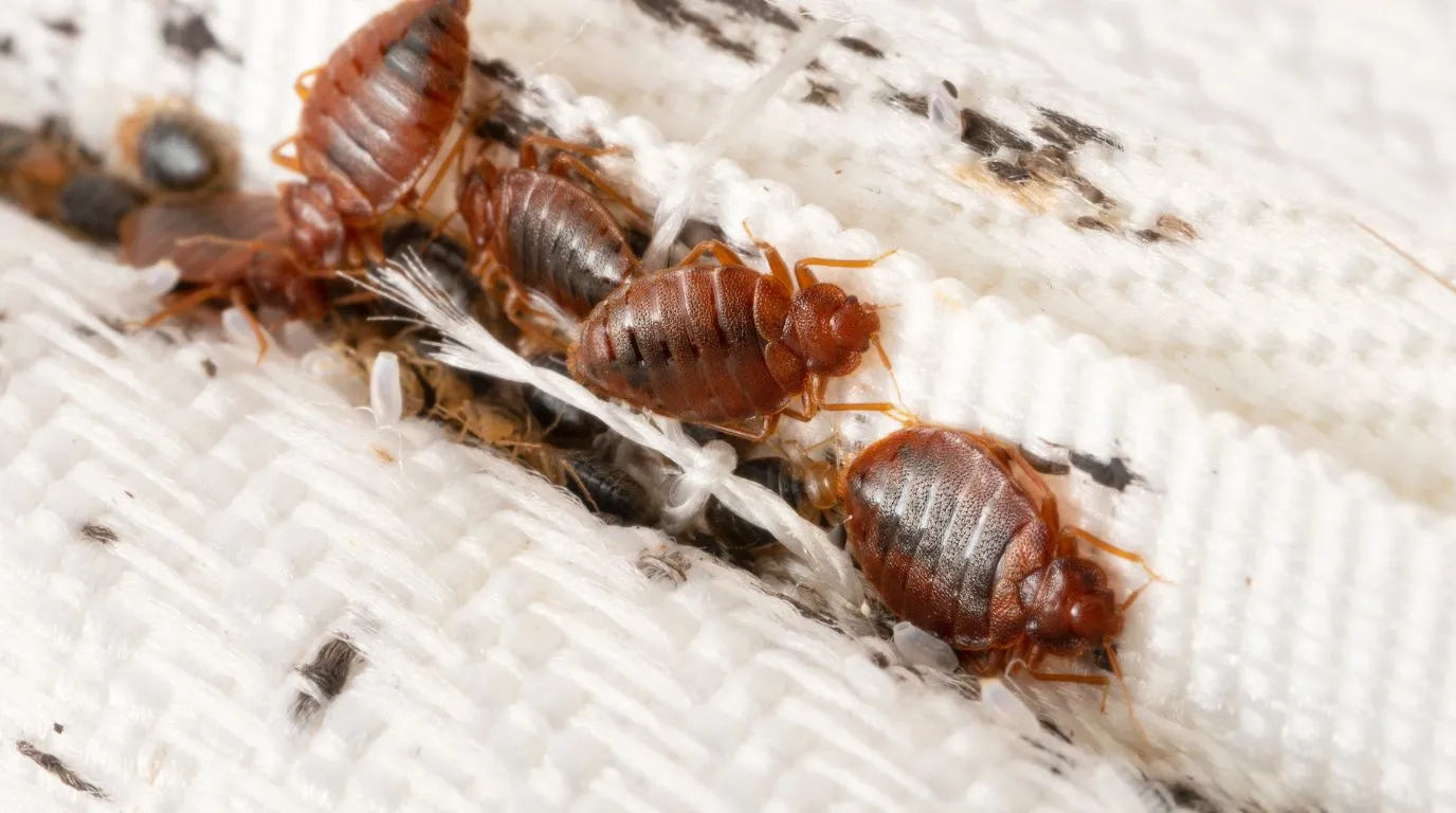 A gloved hand inspecting a mattress seam revealing dark fecal spotting and live bed bugs, showing clear signs of an infestation.